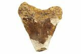 Serrated, Juvenile Fossil Megalodon Tooth From Angola - Unusual Location #258571-1